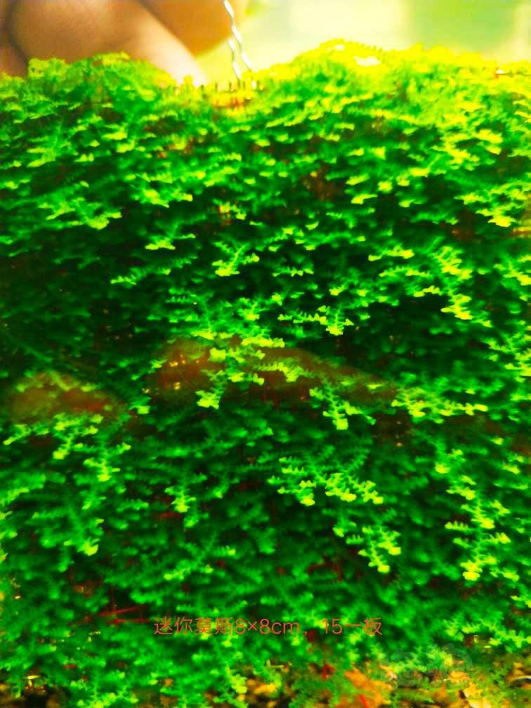 出红箦藻，09霸王，翅脉蕨-图3