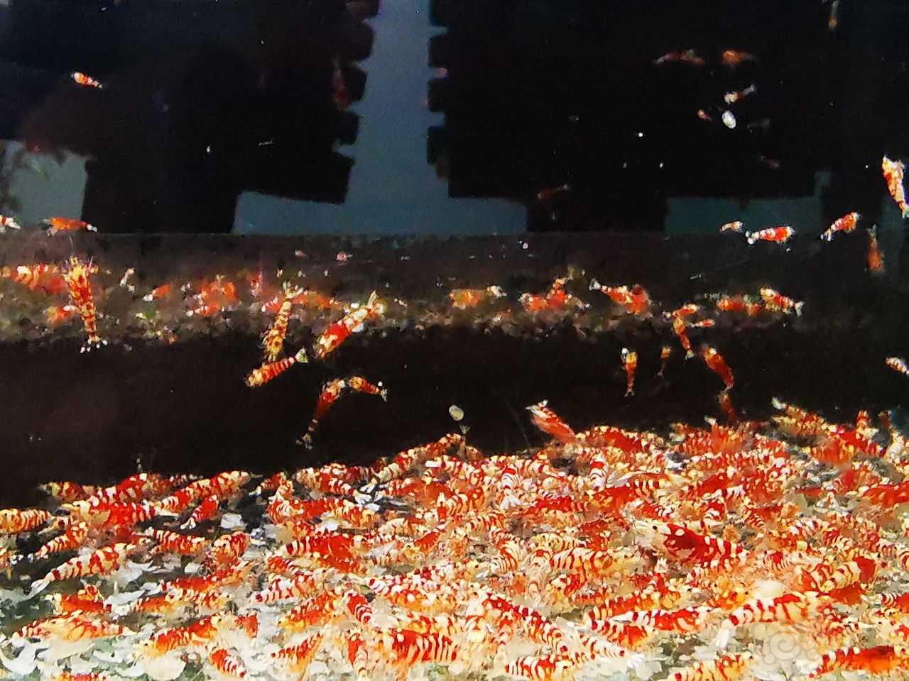 【水晶虾】出售红花虎母虾-图1