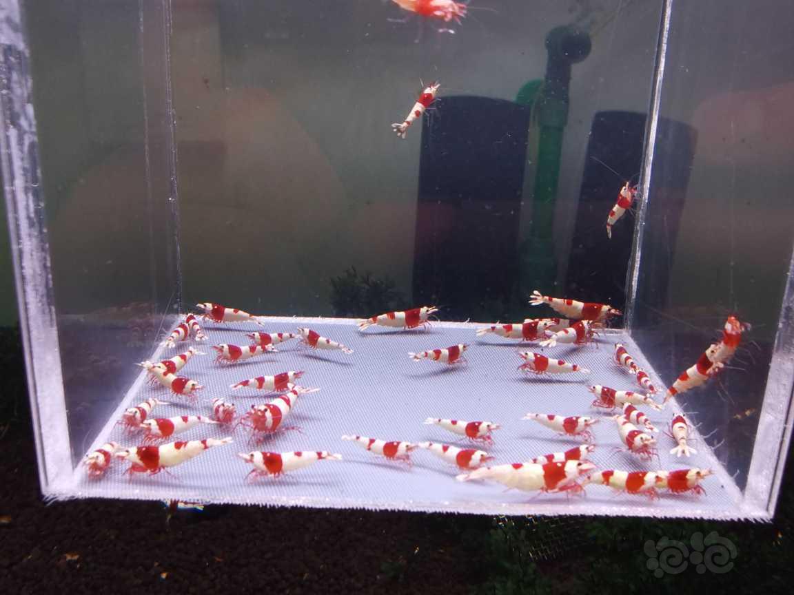 【虾】2023-05-25#RMB拍卖#红白水晶虾40只-图1