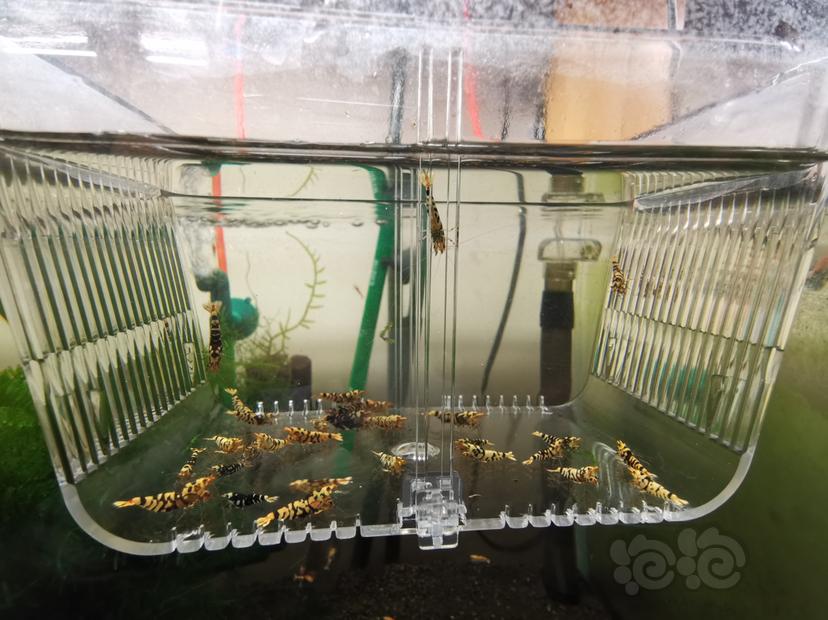 【虾】2023-05-31#RMB拍卖淘汰黑花虎一组30只-图4