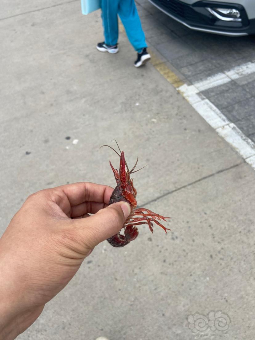 送娃上学路上捡到一只小龙虾🦞-图1