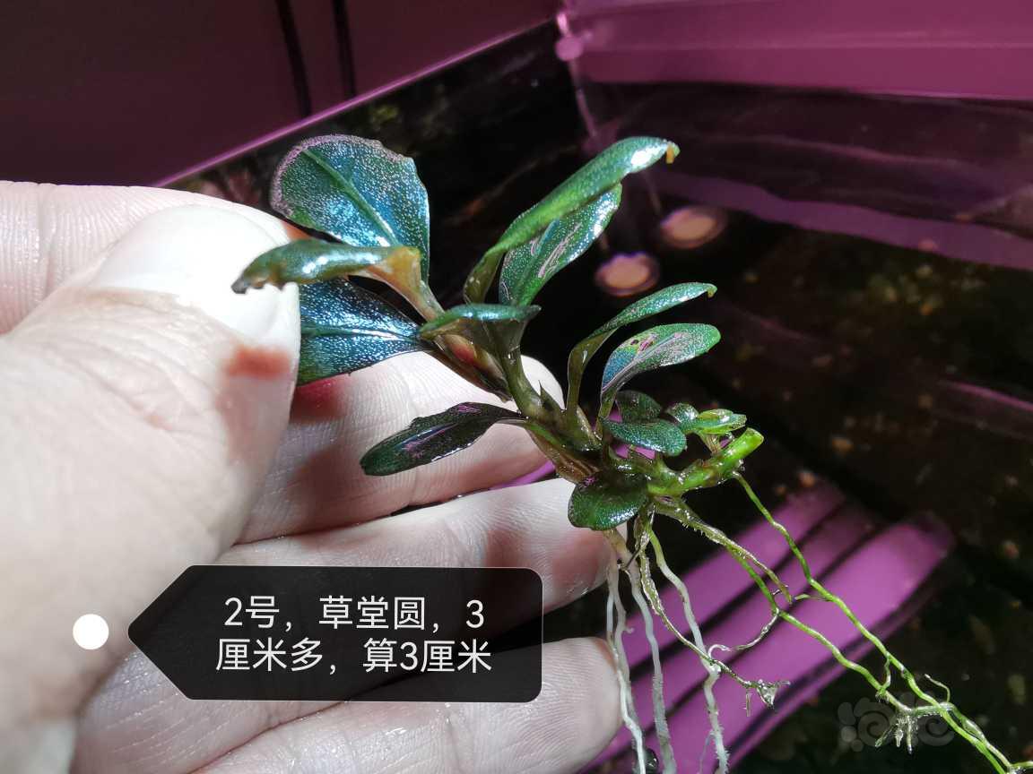 【水草】2023-05-16#RMB拍卖#草堂圆丛，9+3=12厘米-图3