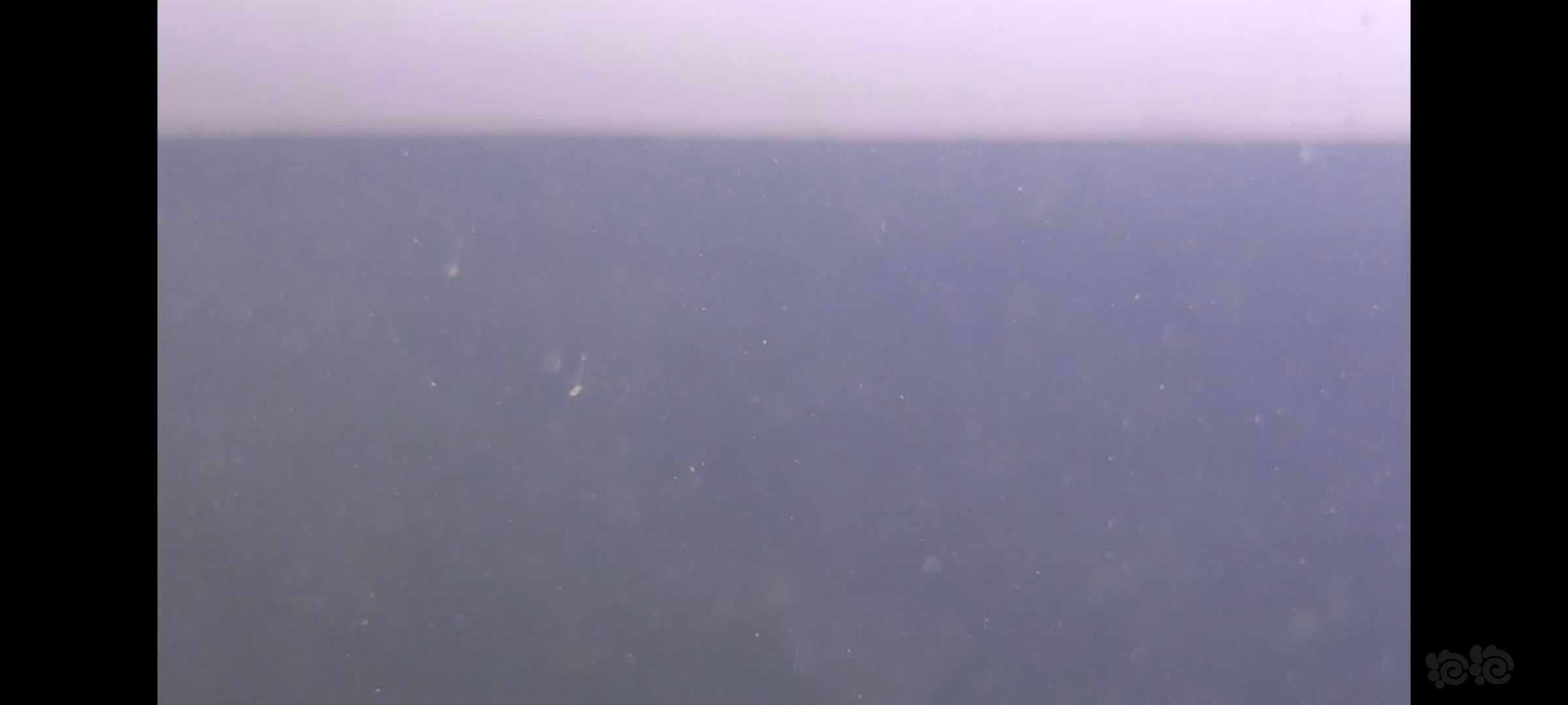 野采的国产红鼻枪虾（细足米虾）孵化了-图2
