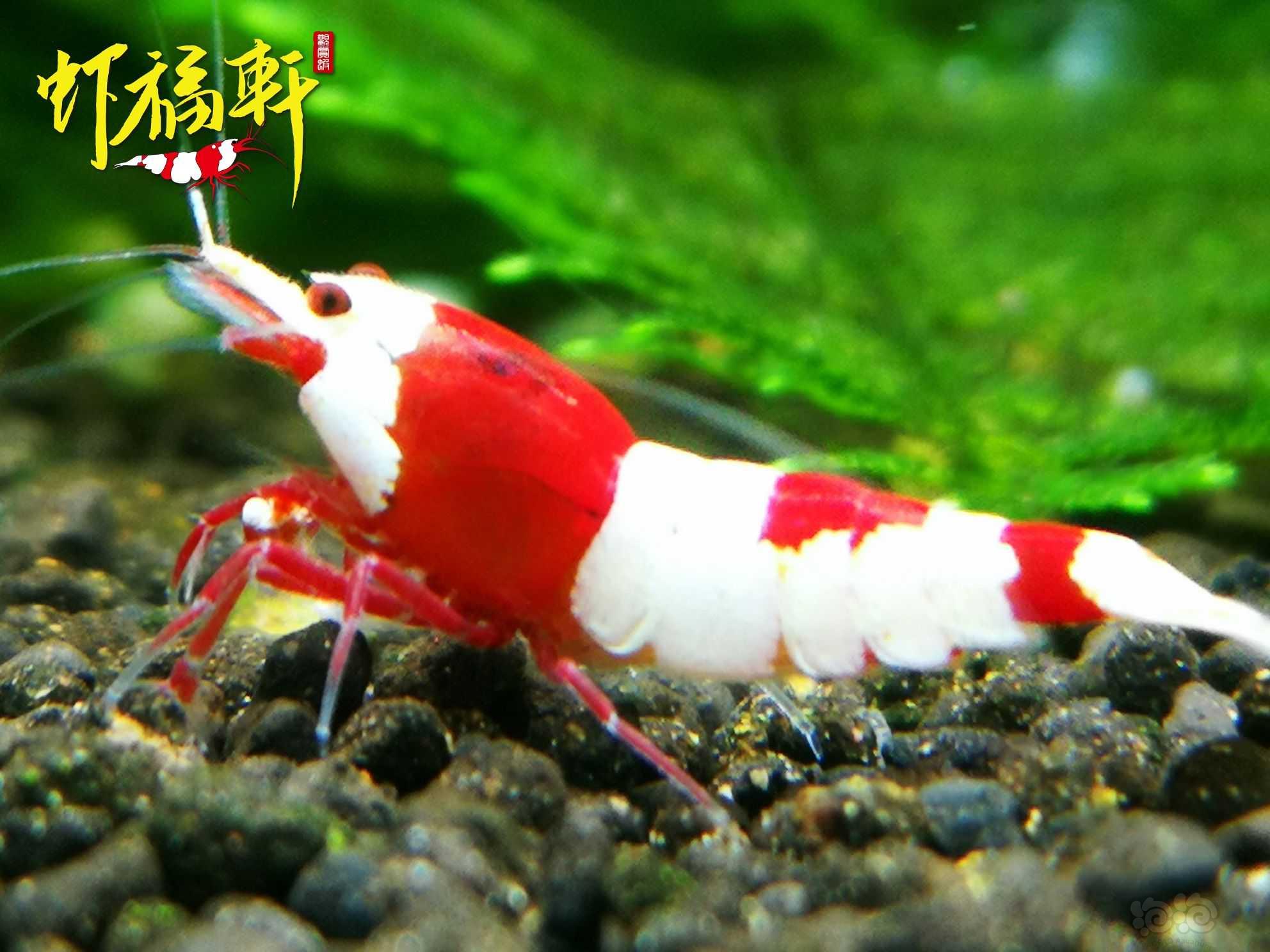 【虾】2023-05-12#RMB拍卖#红白丸禁繁殖组5只-图2