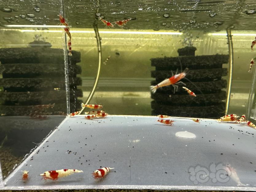 【水晶虾】出淘汰红白水晶虾-图3