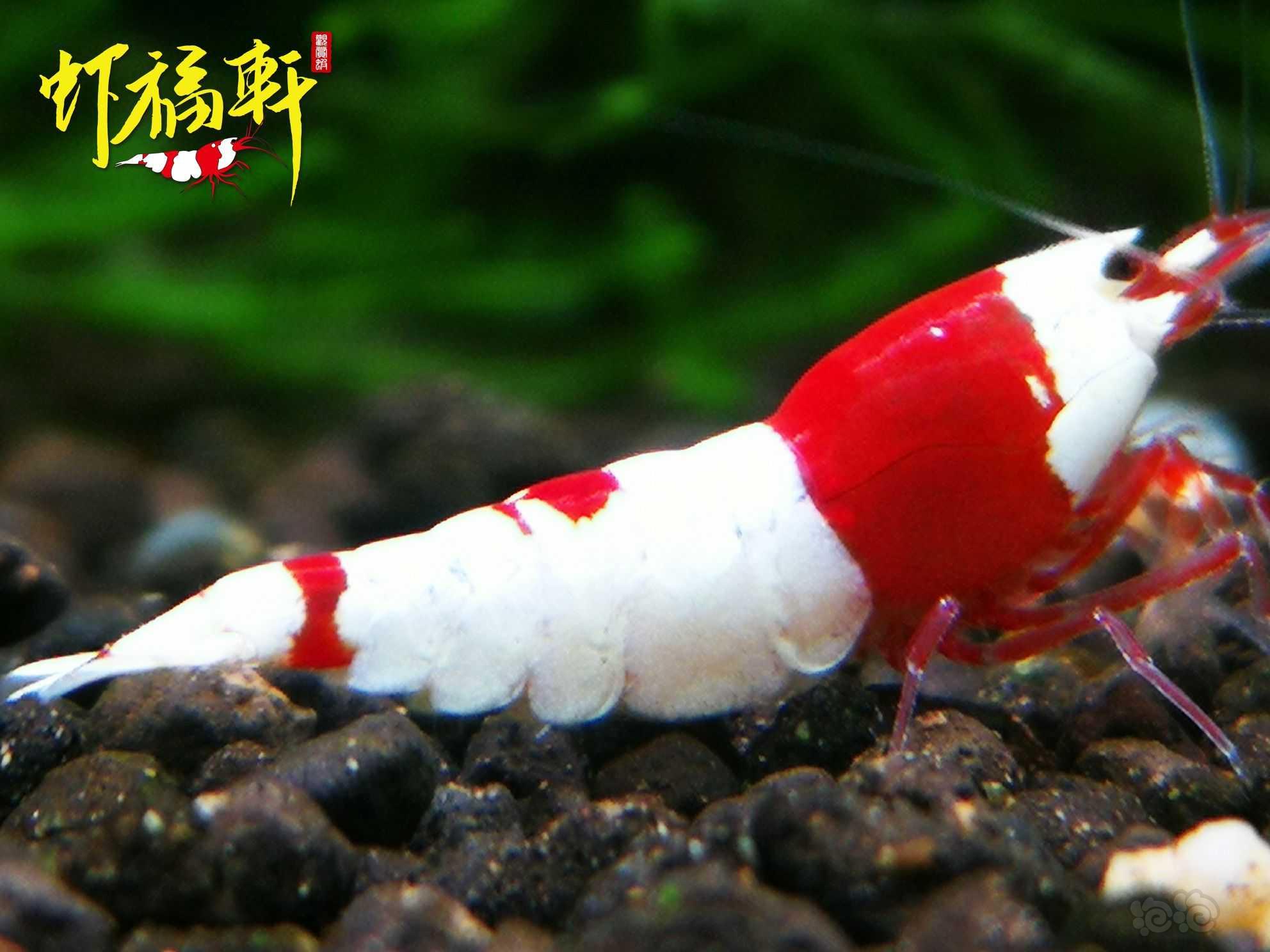 【虾】2023-05-12#RMB拍卖#红白丸禁繁殖组5只-图3
