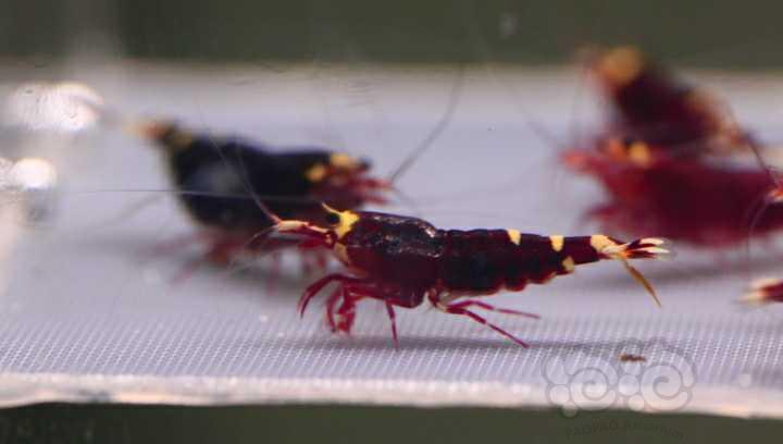 【水晶虾】周末出10只金属红繁殖组-图1