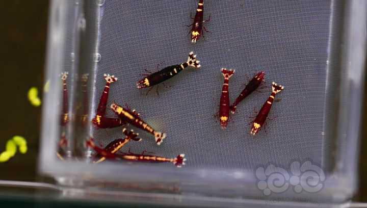 【水晶虾】周末出10只金属红繁殖组-图7