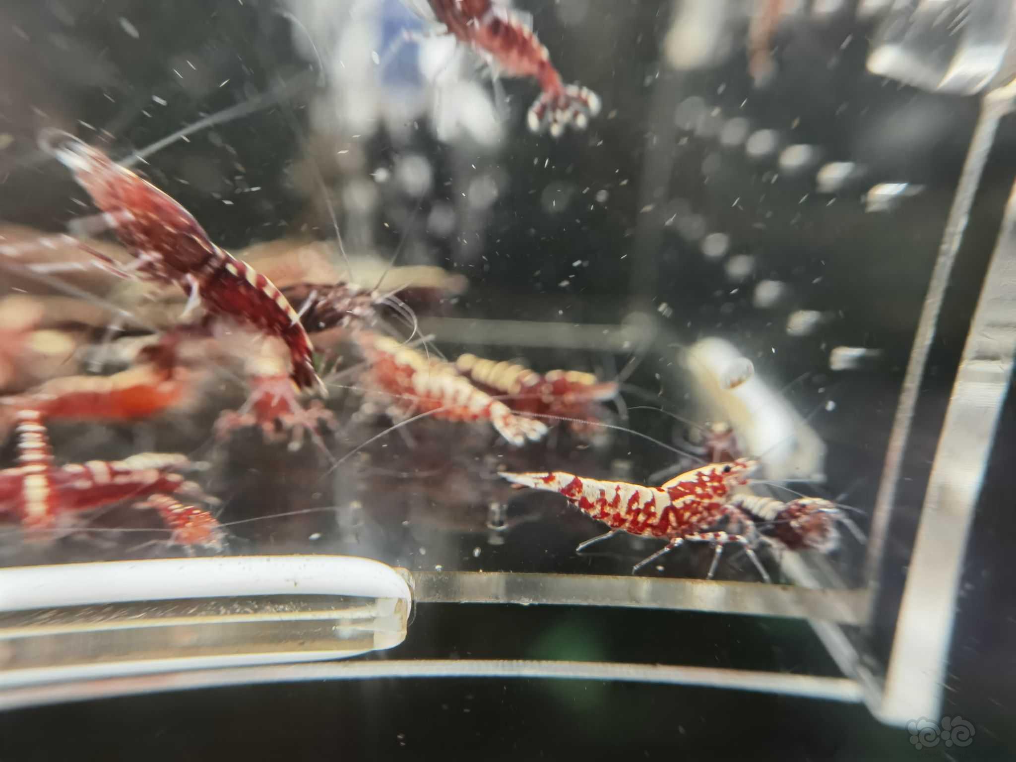 【水晶虾】翻缸出红银河水晶虾-图2
