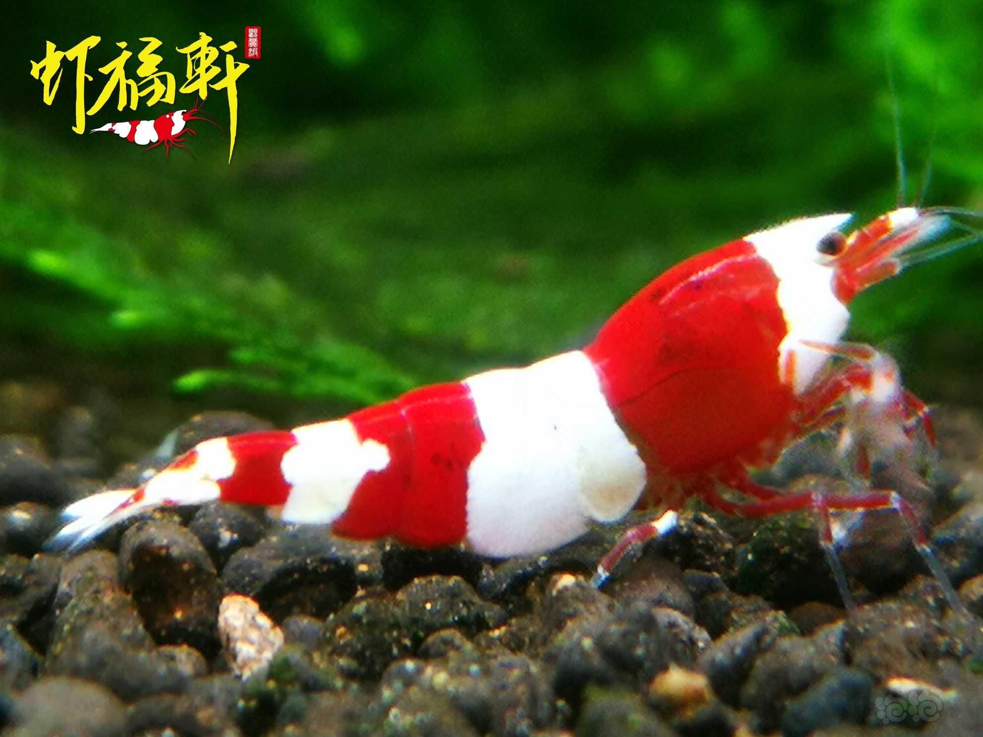 【虾】2023-05-08#RMB拍卖#优质红白三段3只-图1