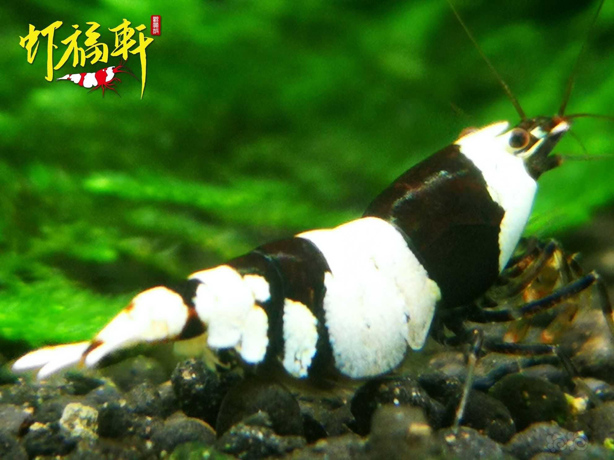 【虾】2023-05-09#RMB拍卖#黑白繁殖组3只-图2