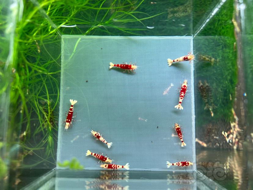 【虾】2023-05-11#RMB拍卖红花虎母虾一份9只-图2
