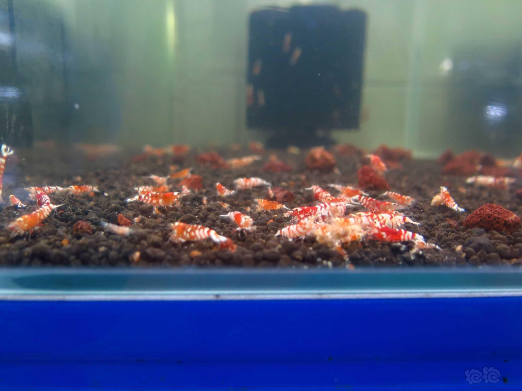【水晶虾】广东清一缸红花虎水晶虾繁殖缸里面的种母-图7
