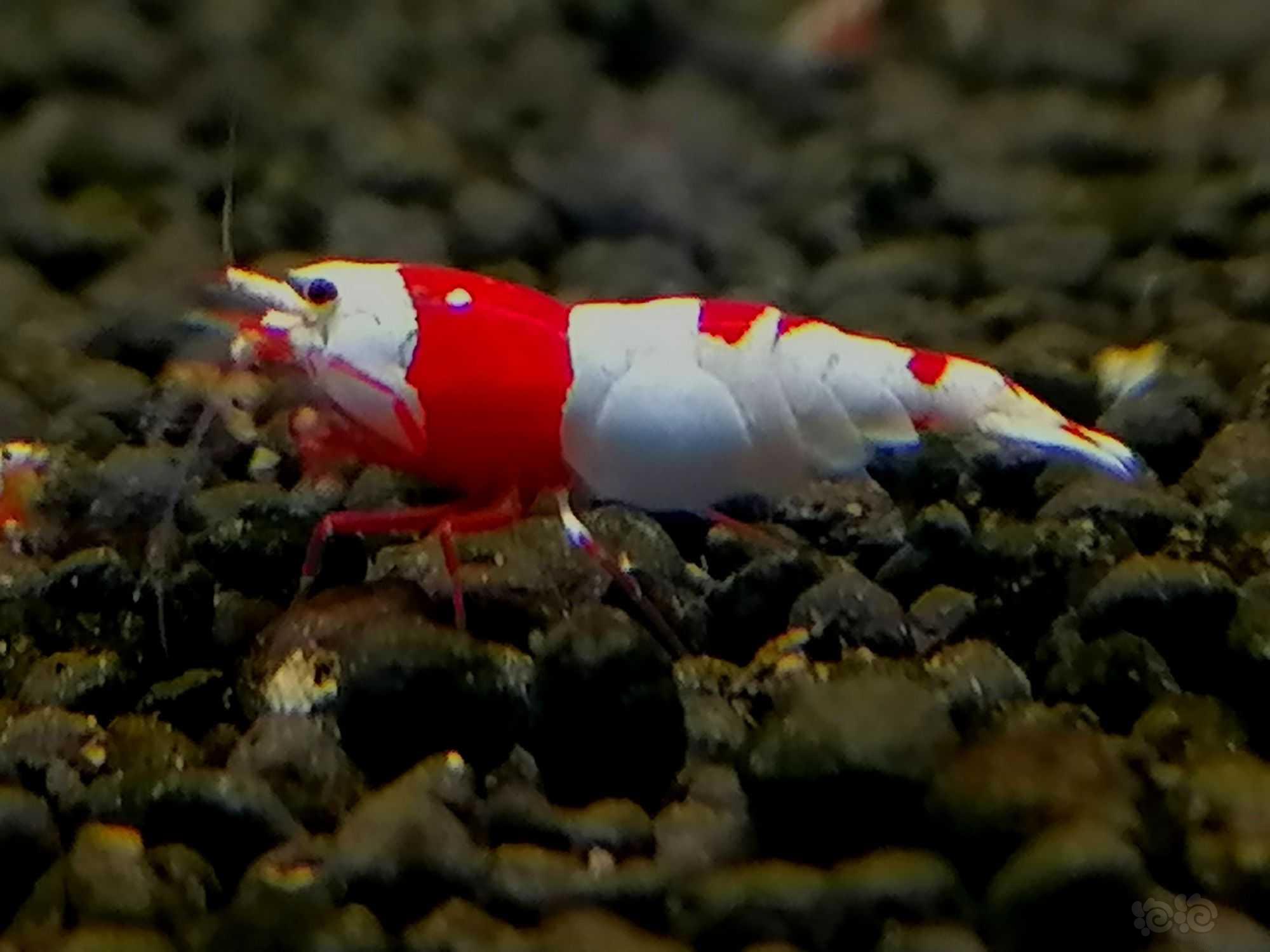 【水晶虾】红白  一公3母   2000元-图4
