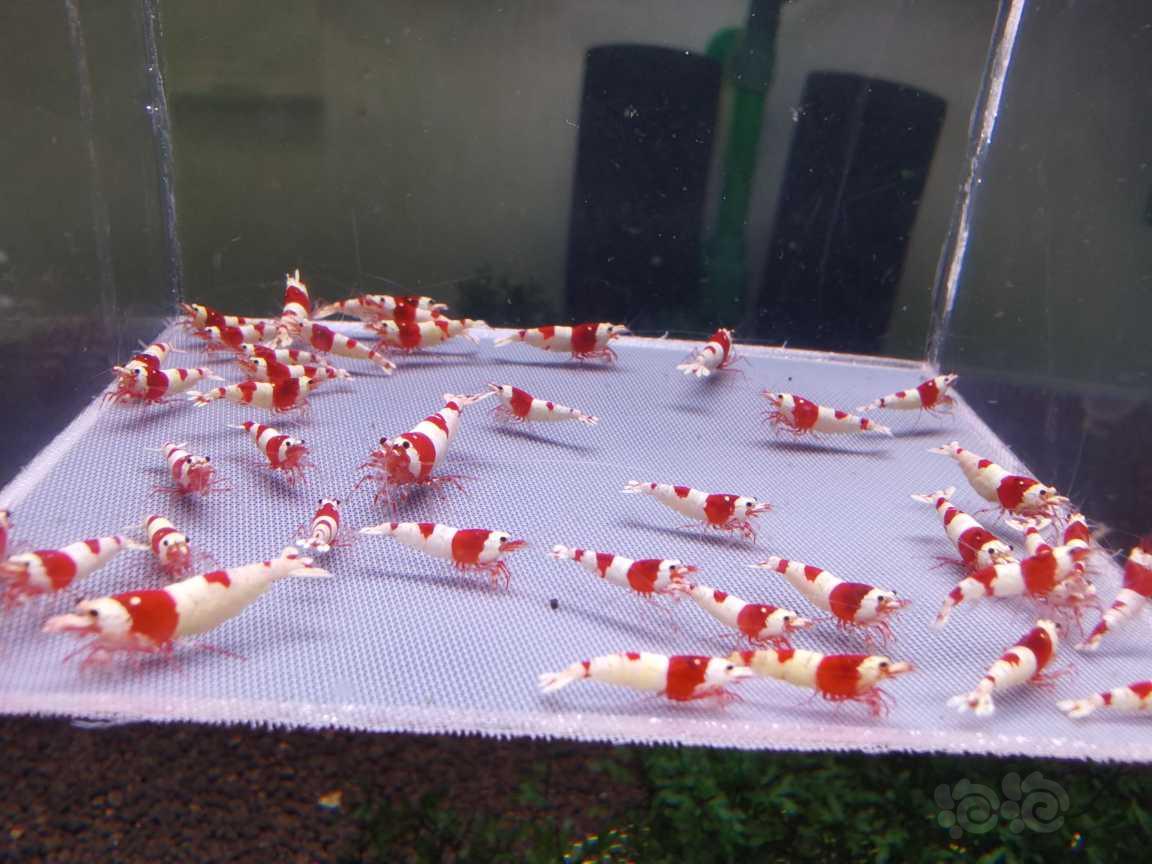 【虾】2023-05-25#RMB拍卖#红白水晶虾40只-图3