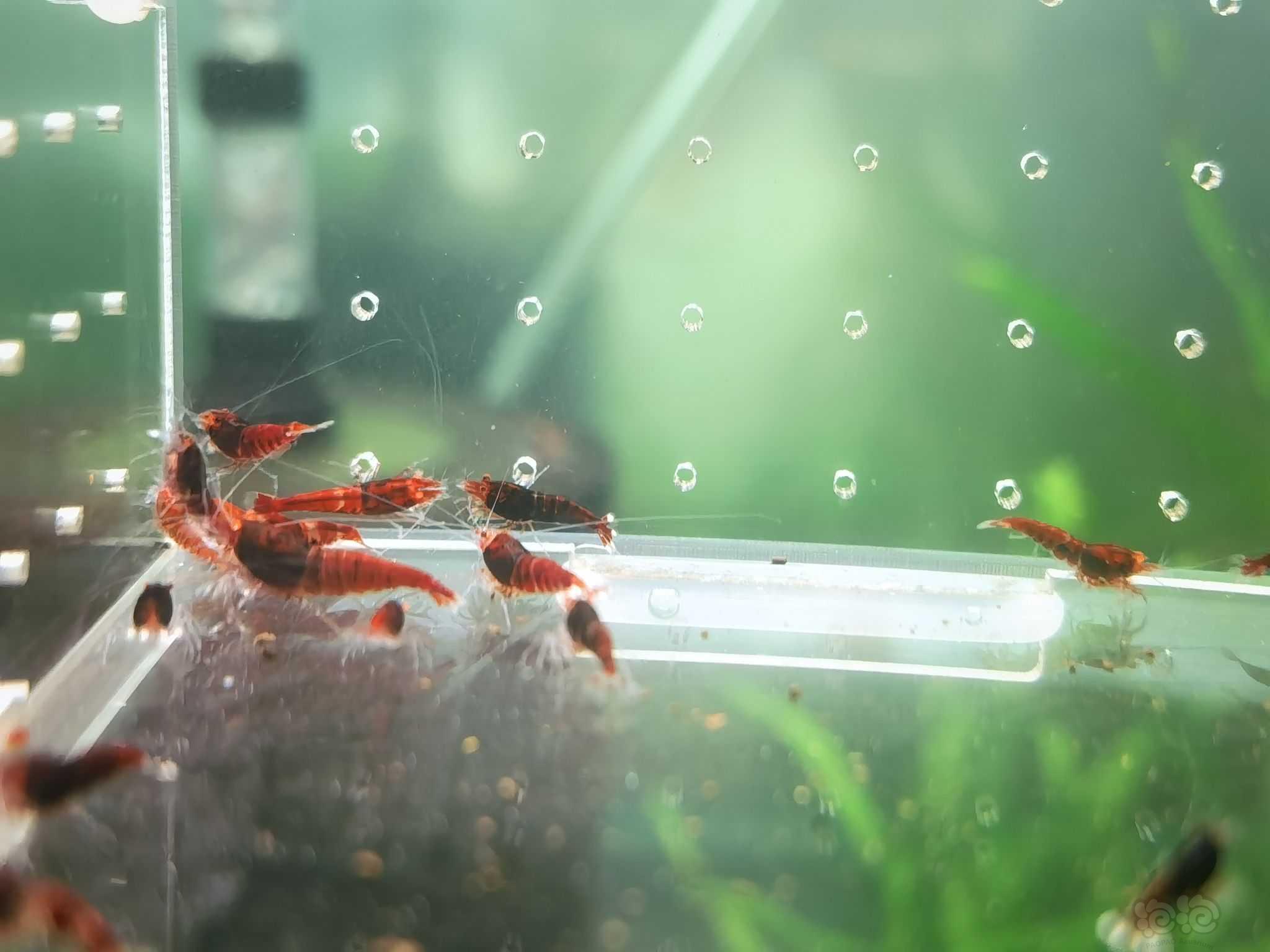 【水晶虾】出金眼红淘汰虾一批-图3