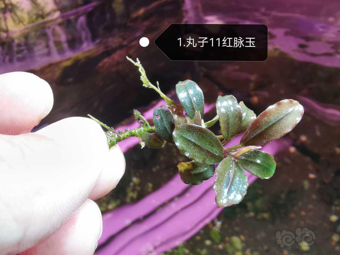 【水草】2023-05-24#RMB拍卖#辣椒榕组合，退坑拍卖！-图2