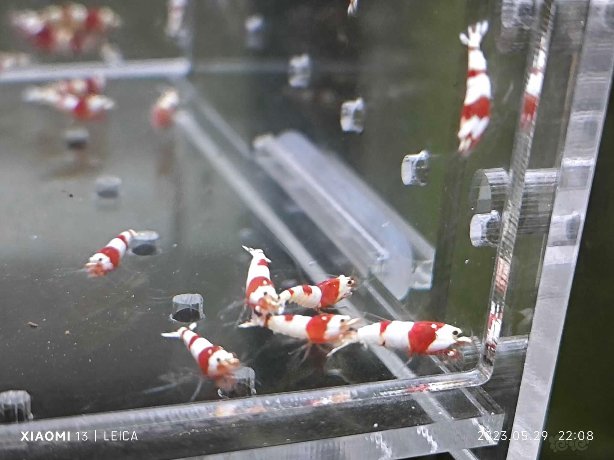 【水晶虾】出一份40只红白幼虾-图1