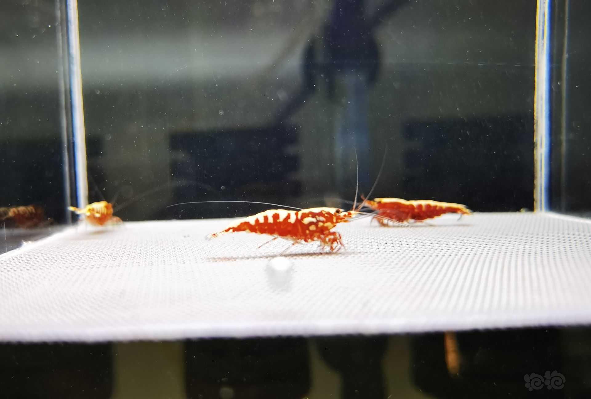 【水晶虾】4只自养精品黄金雪花红银河成虾 ，图一为种公-图5