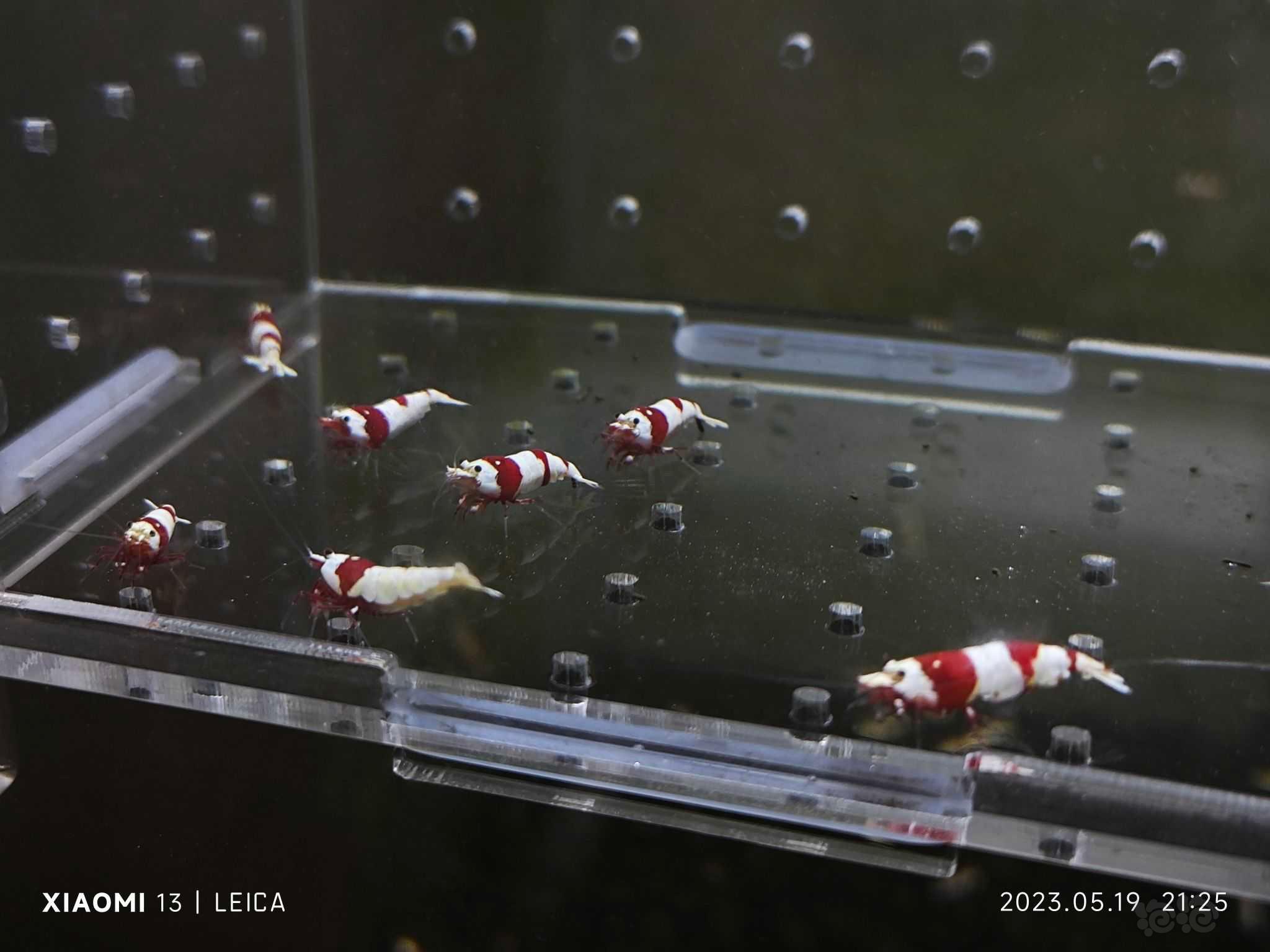 【水晶虾】出一份红白成虾繁殖组-图3