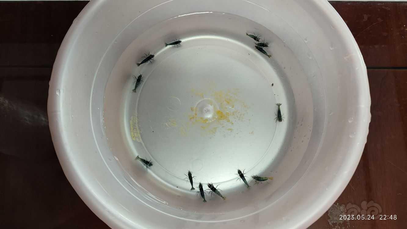 【水晶虾】出10个蓝金刚母虾  半数抱蛋-图1