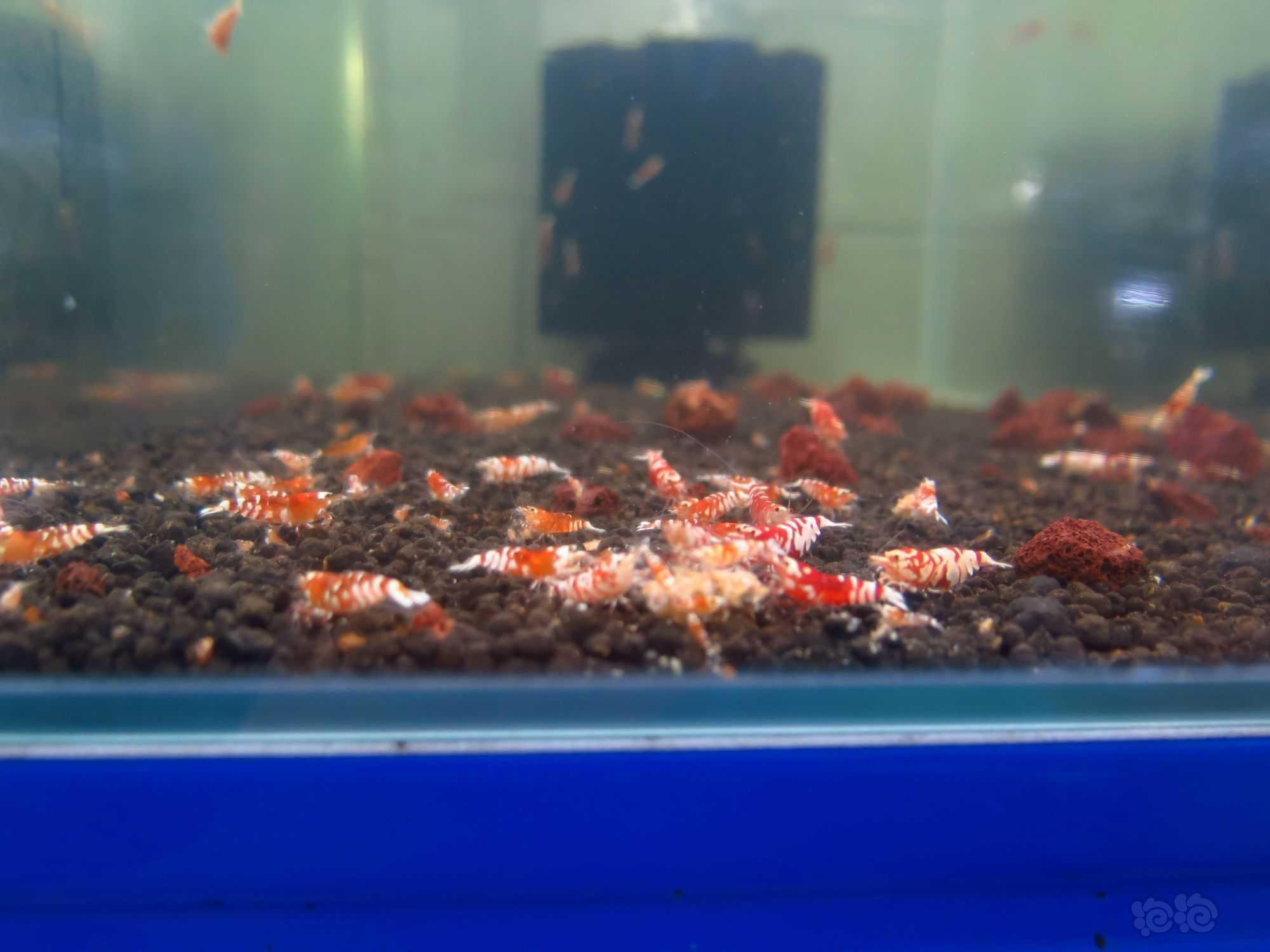 【水晶虾】广东清一缸红花虎水晶虾繁殖缸里面的种母-图8