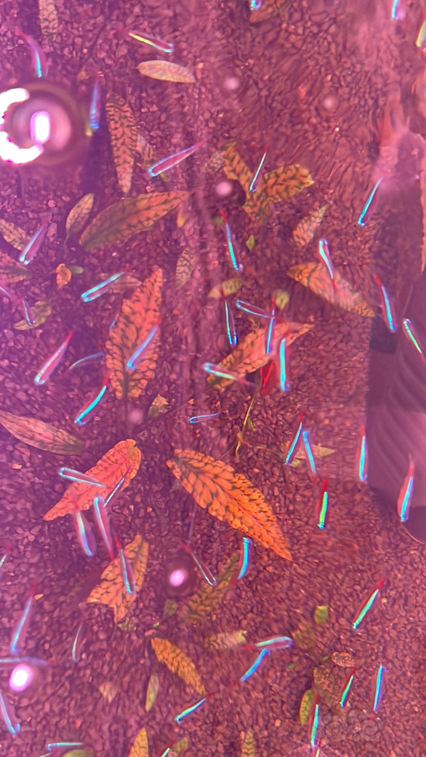 圣翠，迷你珊瑚莫斯，翅脉蕨-图2