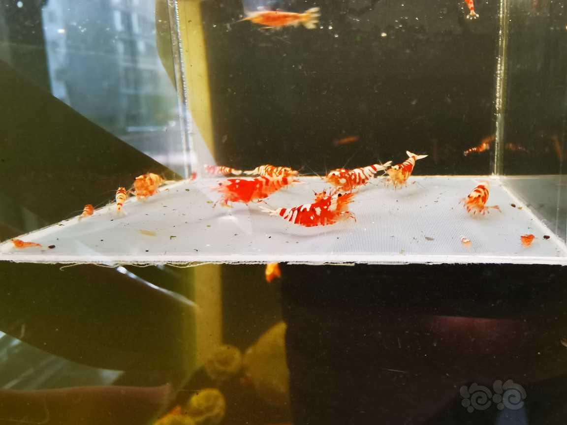 【虾】2023-5-6#RMB#拍卖红花虎水晶虾小苗一份10只。-图6