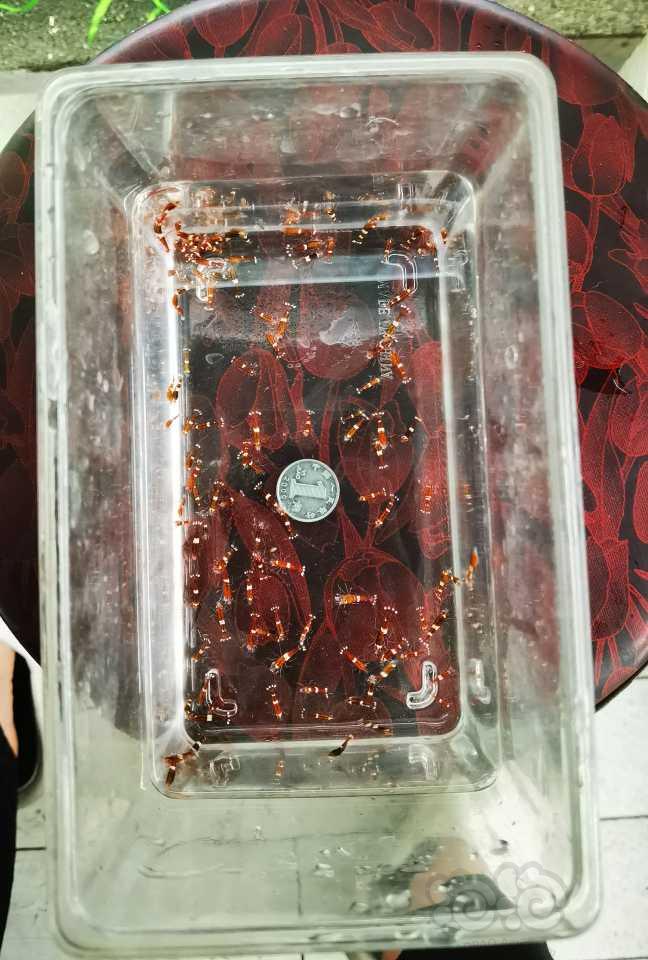 【虾】2023-06-02#RMB福利拍卖#淘汰酒红索型150只-图2