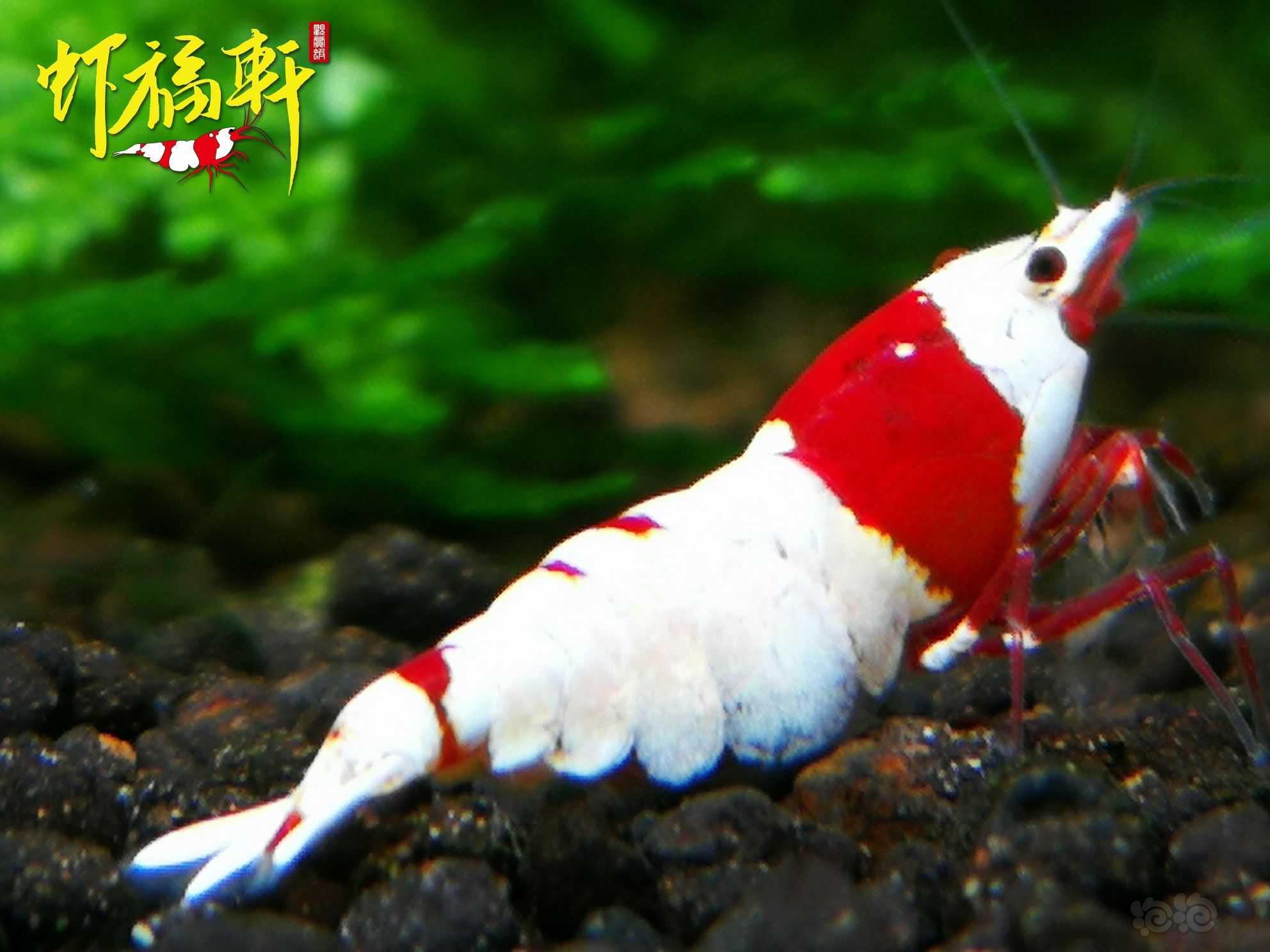 【虾】2023-06-03#RMB拍卖#红白丸禁6只-图6