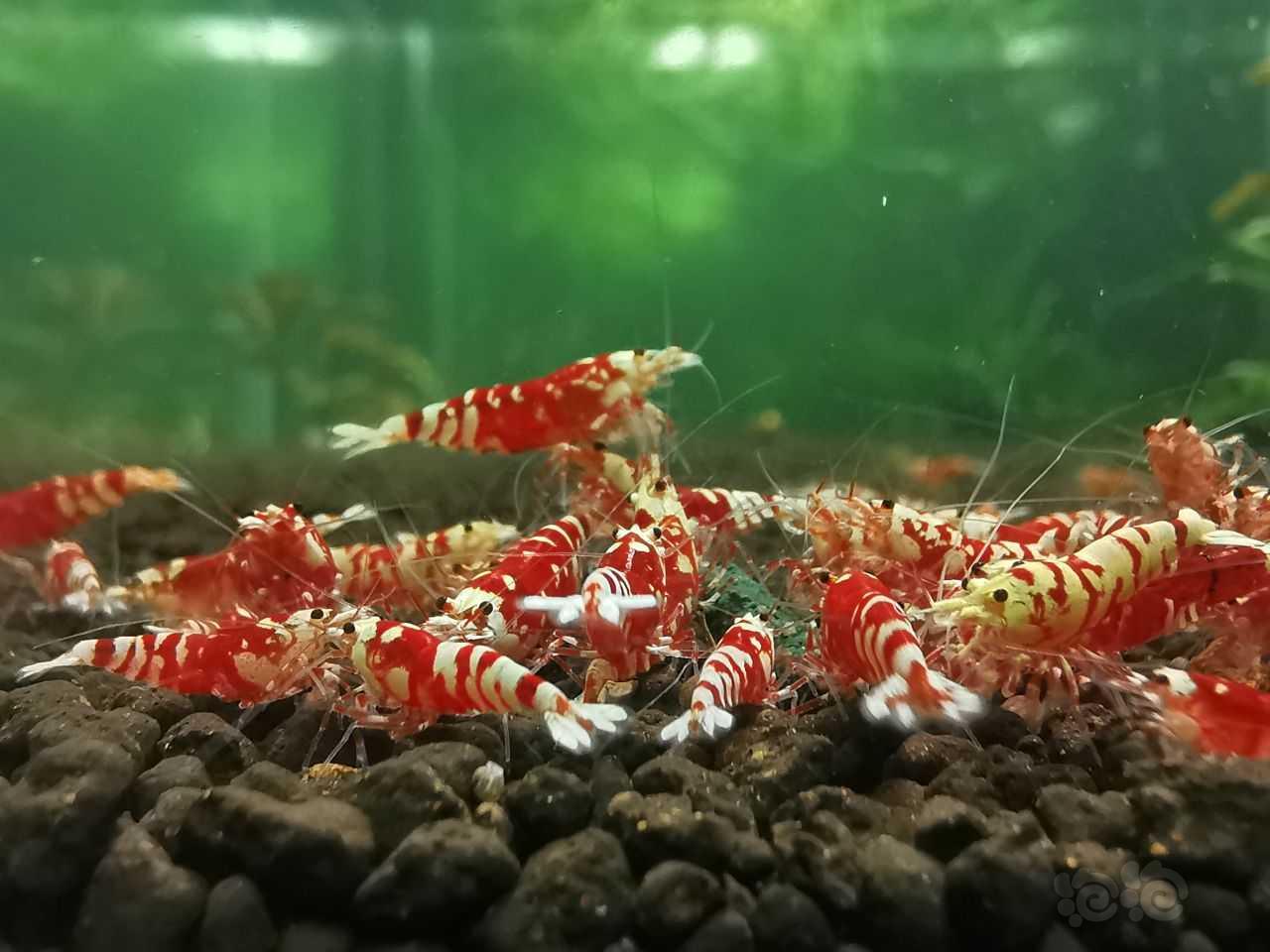 【水晶虾】红花虎-图6