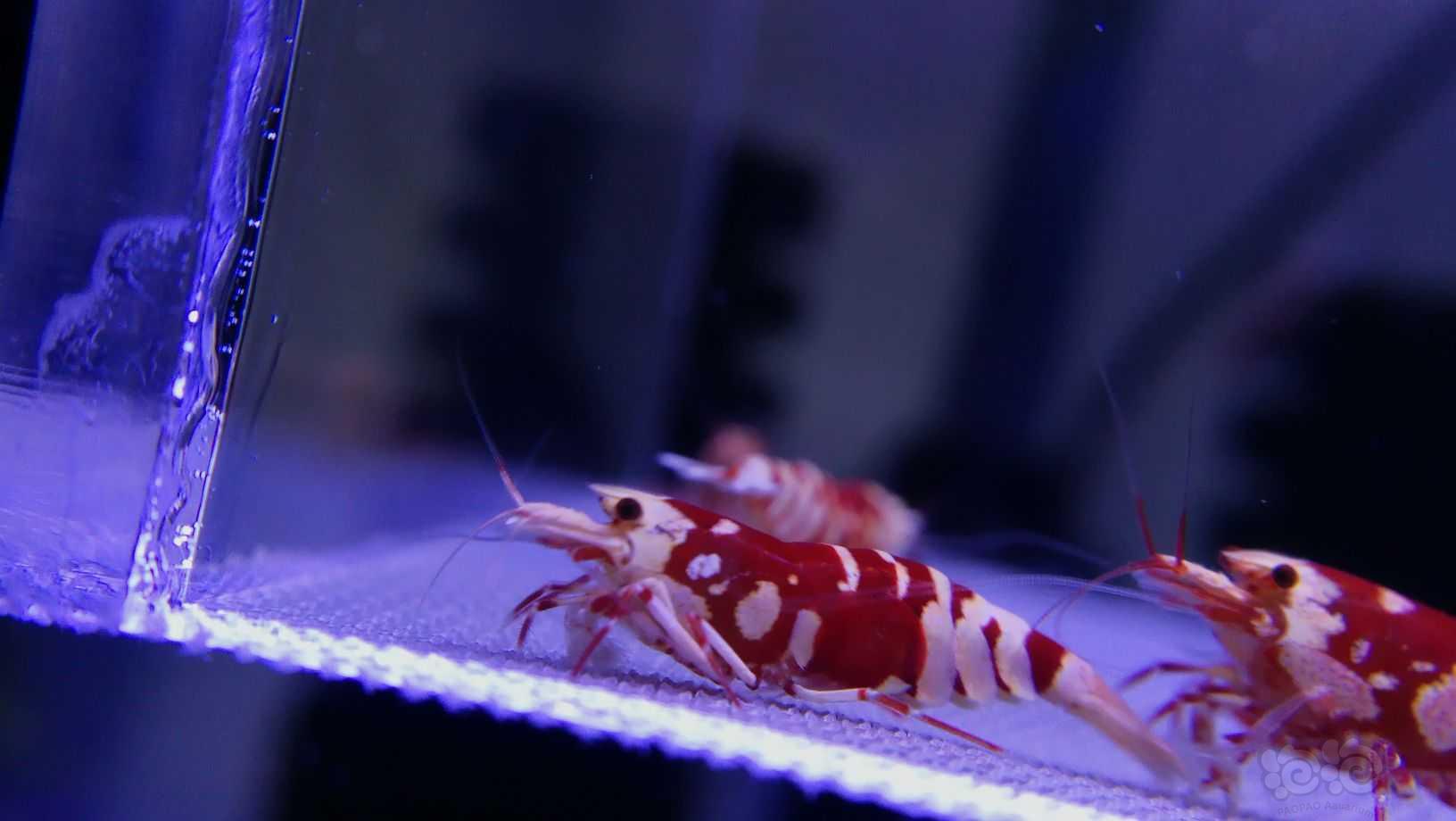 【水晶虾】出几组优质红花虎-图5