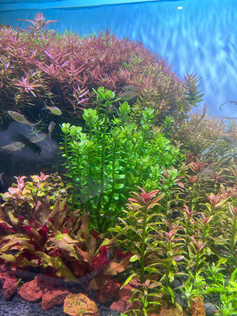 出30颗印度小圆叶,15元包邮 - 泡泡水族