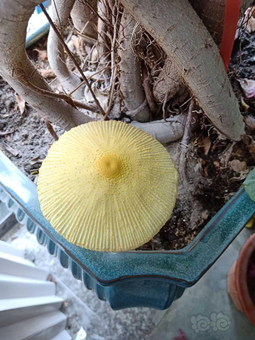 黄蘑菇-图2