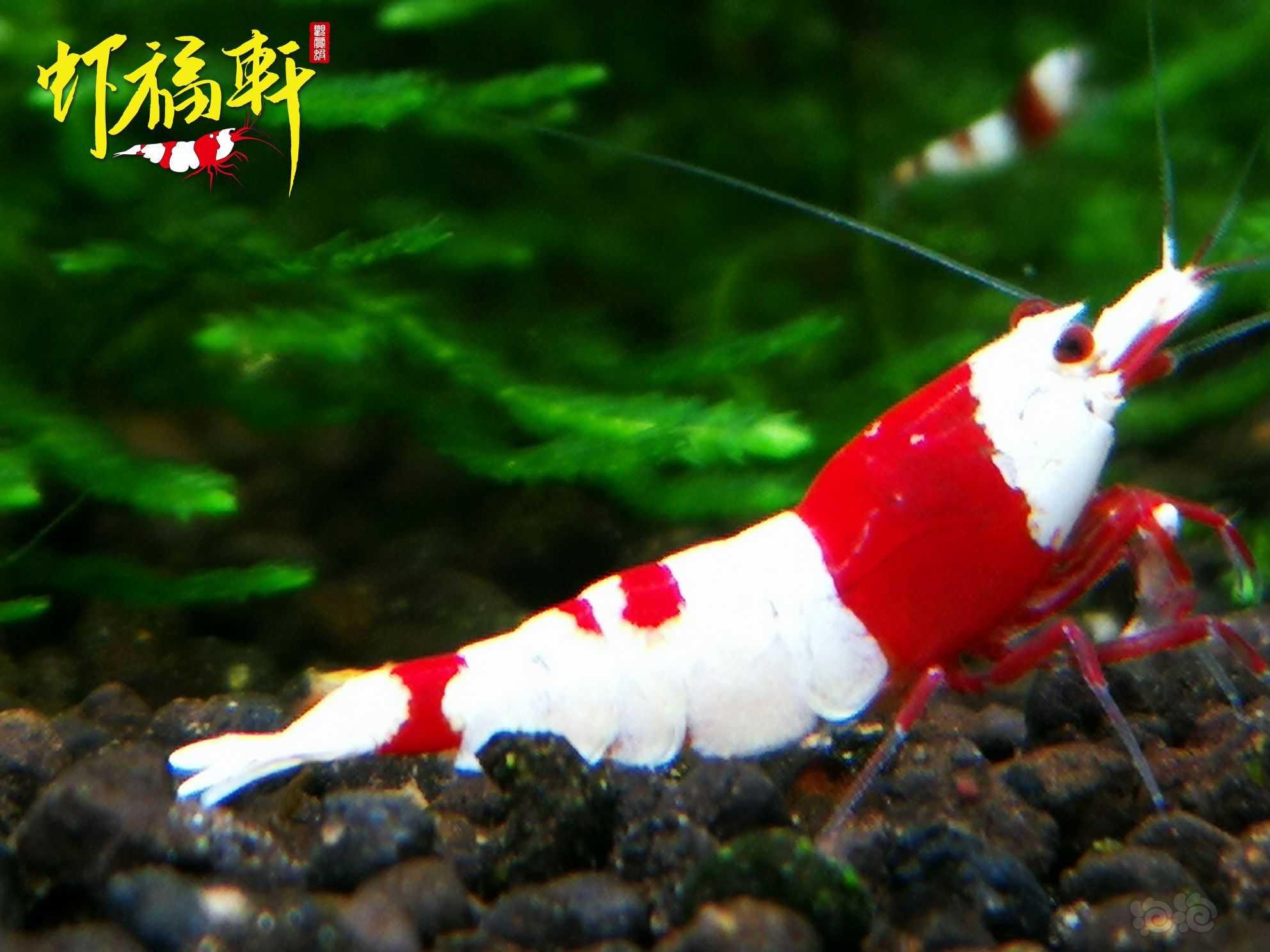 【虾】2023-06-03#RMB拍卖#红白丸禁6只-图2