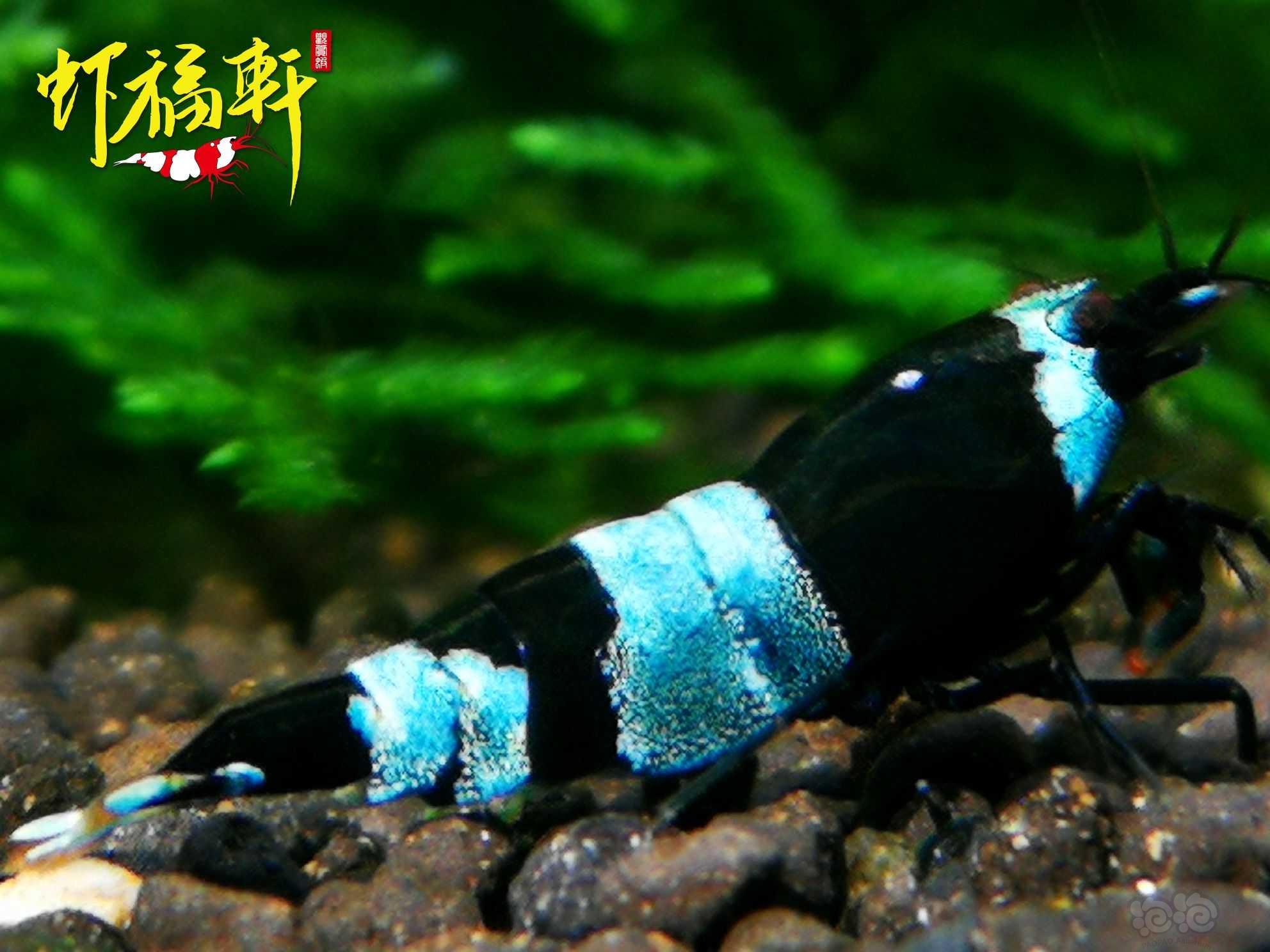 【虾】2023-06-02#RMB拍卖#蓝化黑金刚繁殖组8只-图5
