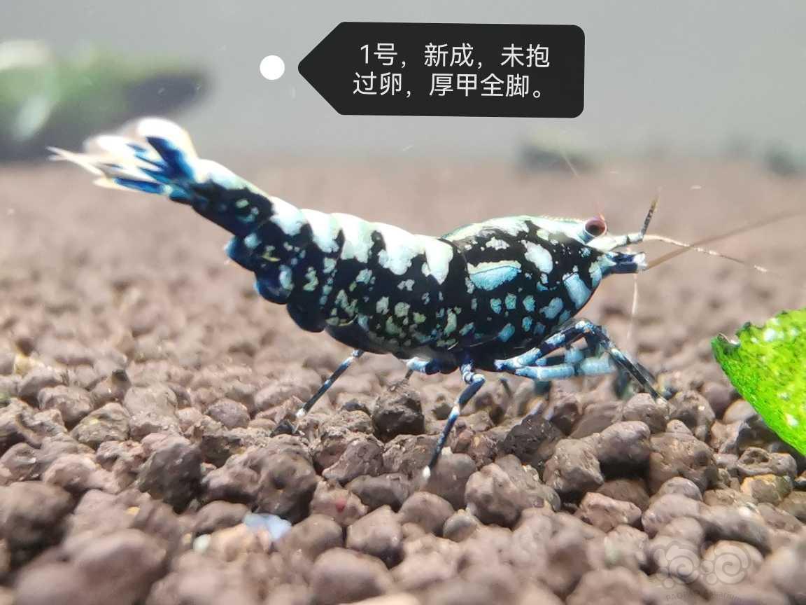 【虾】2023-06-19#新成黑银河母3只-图1