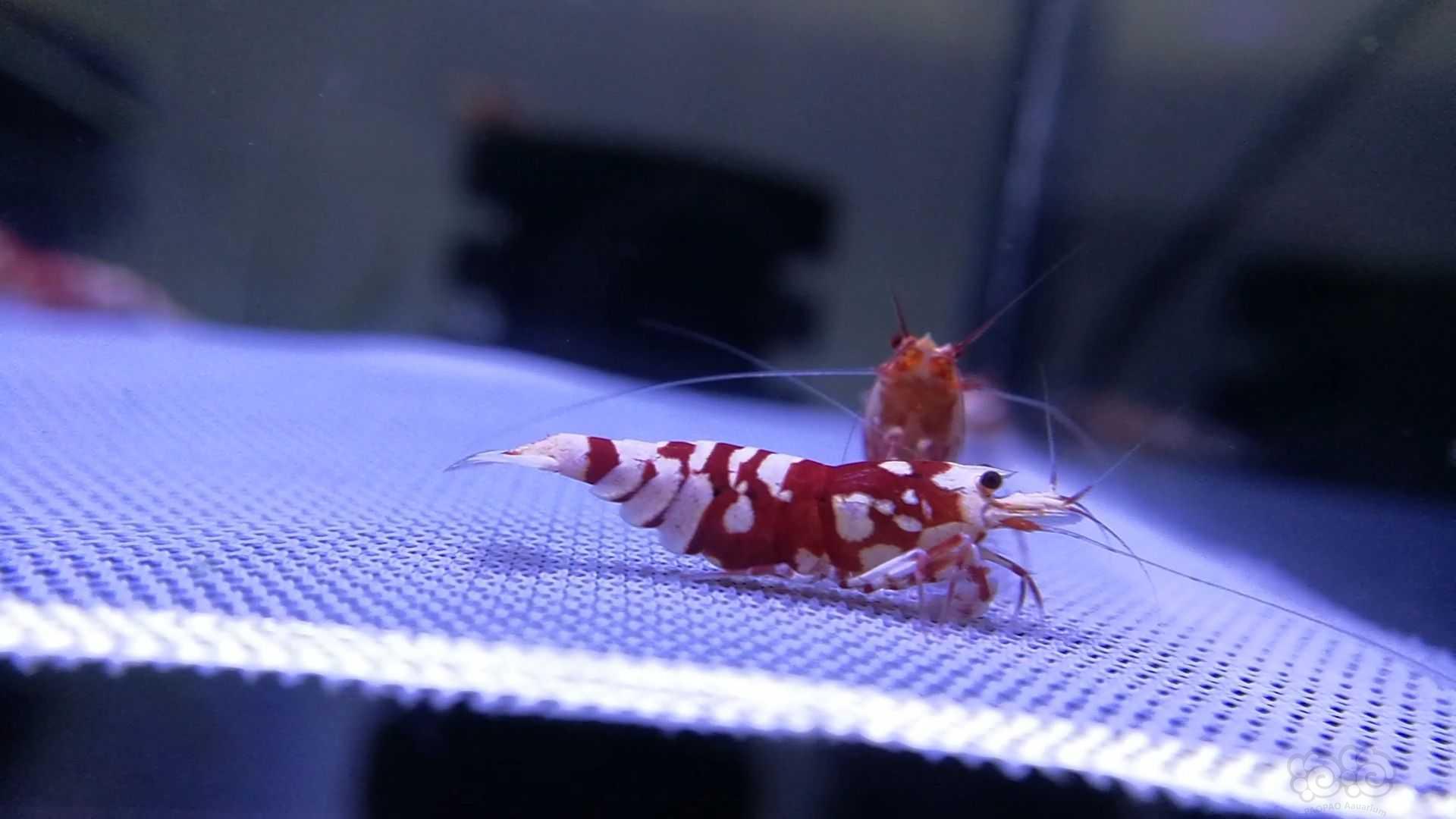 【水晶虾】出几组优质红花虎-图3