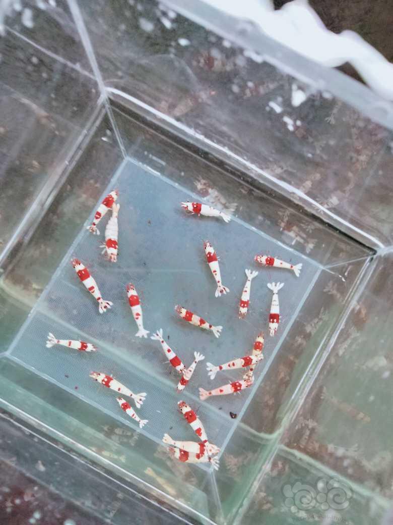 【虾】2023-06-2#RMB拍卖#系统红白苗子30只-图1
