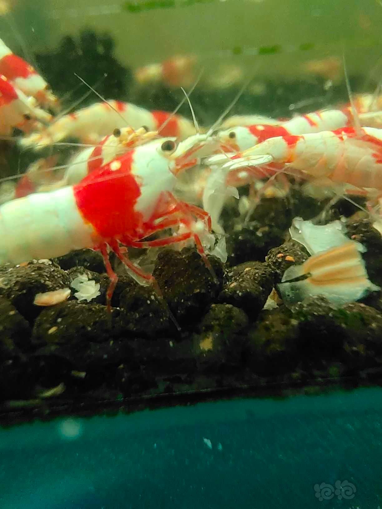 【水晶虾】红白-图5