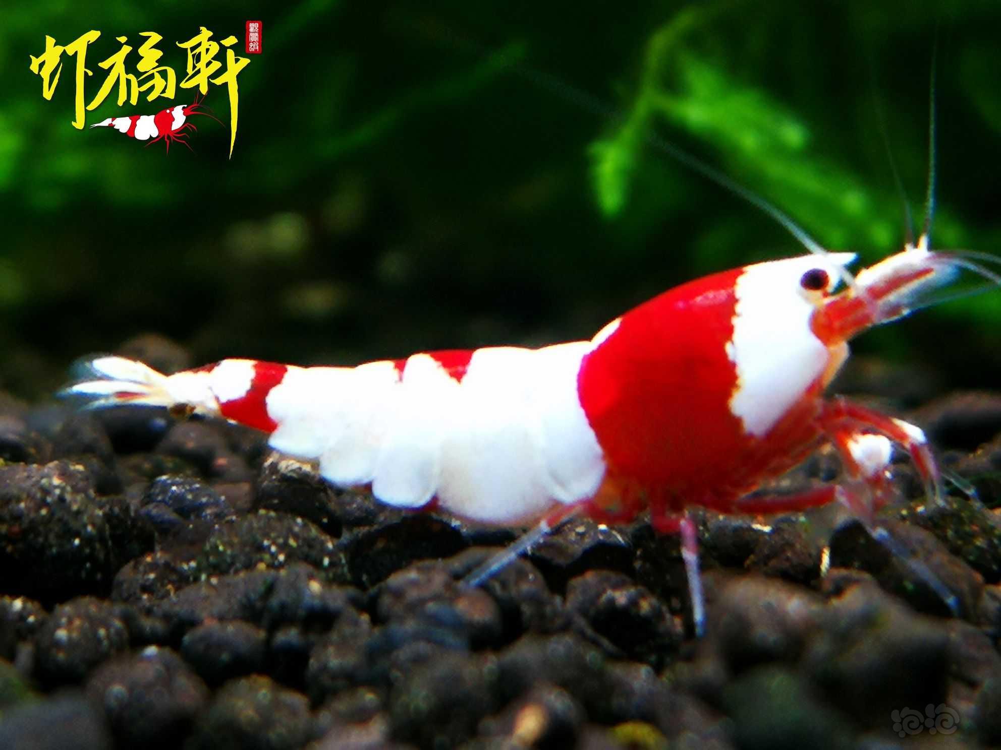 【虾】2023-06-01#RMB拍卖#品质红白丸禁5只-图2