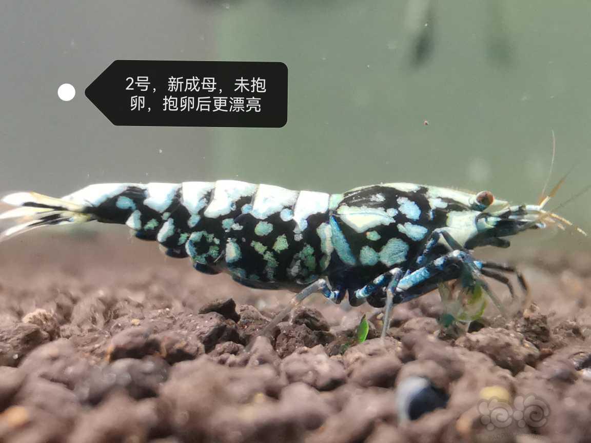 【虾】2023-06-21#新成黑银河母3只-图3