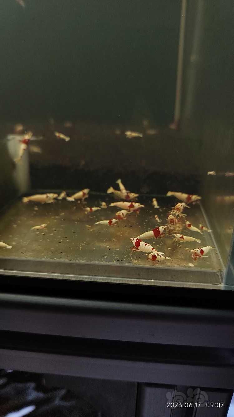 【水晶虾】出点海佬红白水晶虾-图4