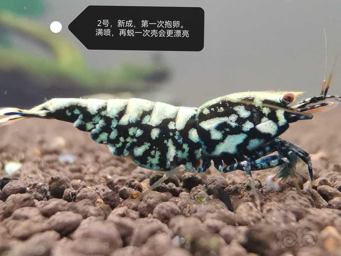 【虾】2023-06-19#新成黑银河母3只-图3