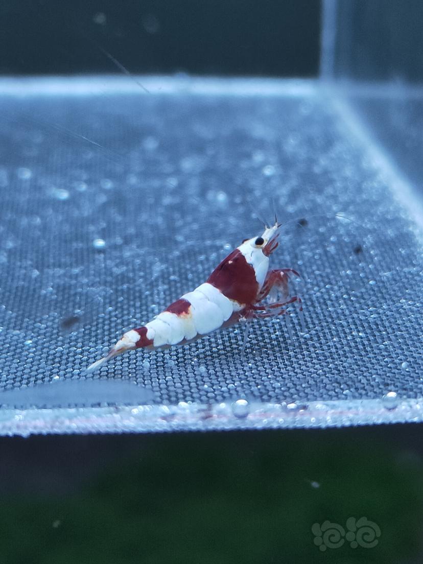 【水晶虾】系统红白水晶虾-图2
