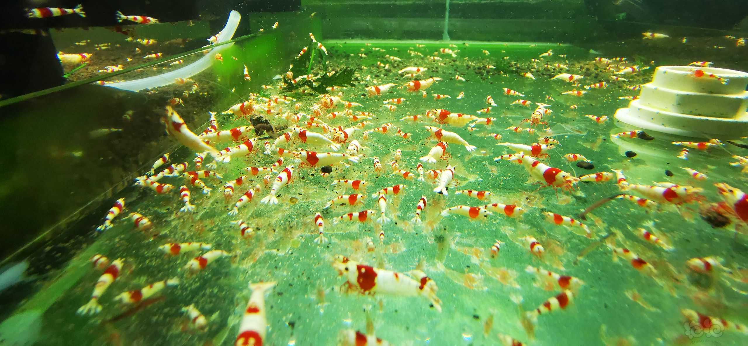 【水晶虾】出海佬红白水晶虾苗子-图1