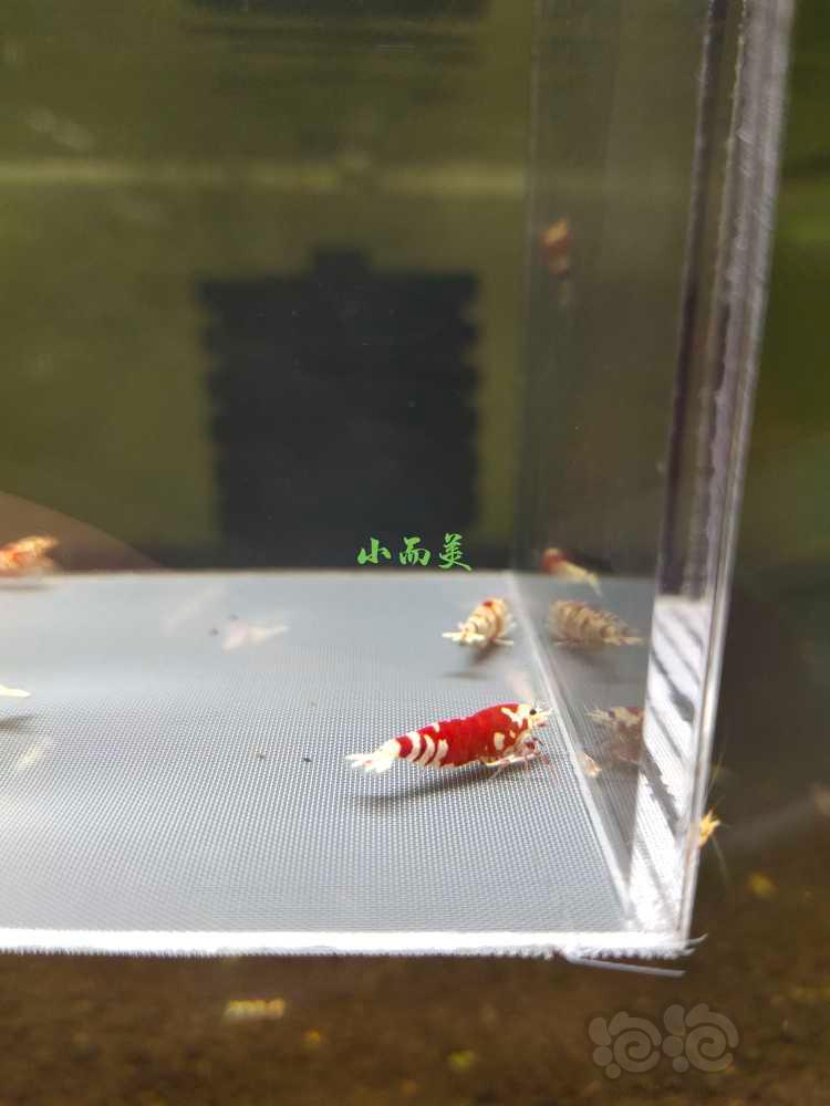 【水晶虾】水晶-图5