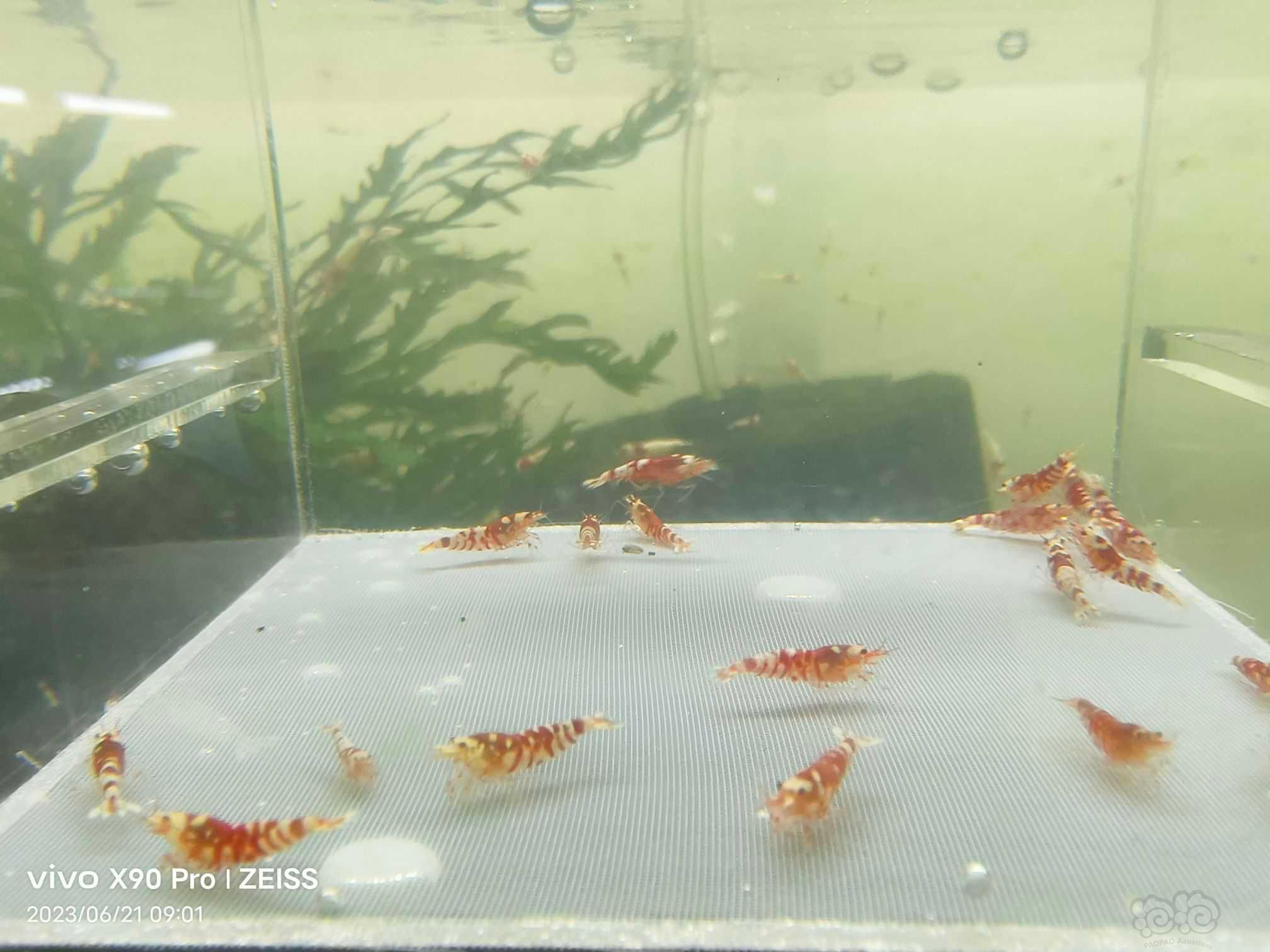 【虾】2023-6-22#RMB拍卖红花虎20只-图5