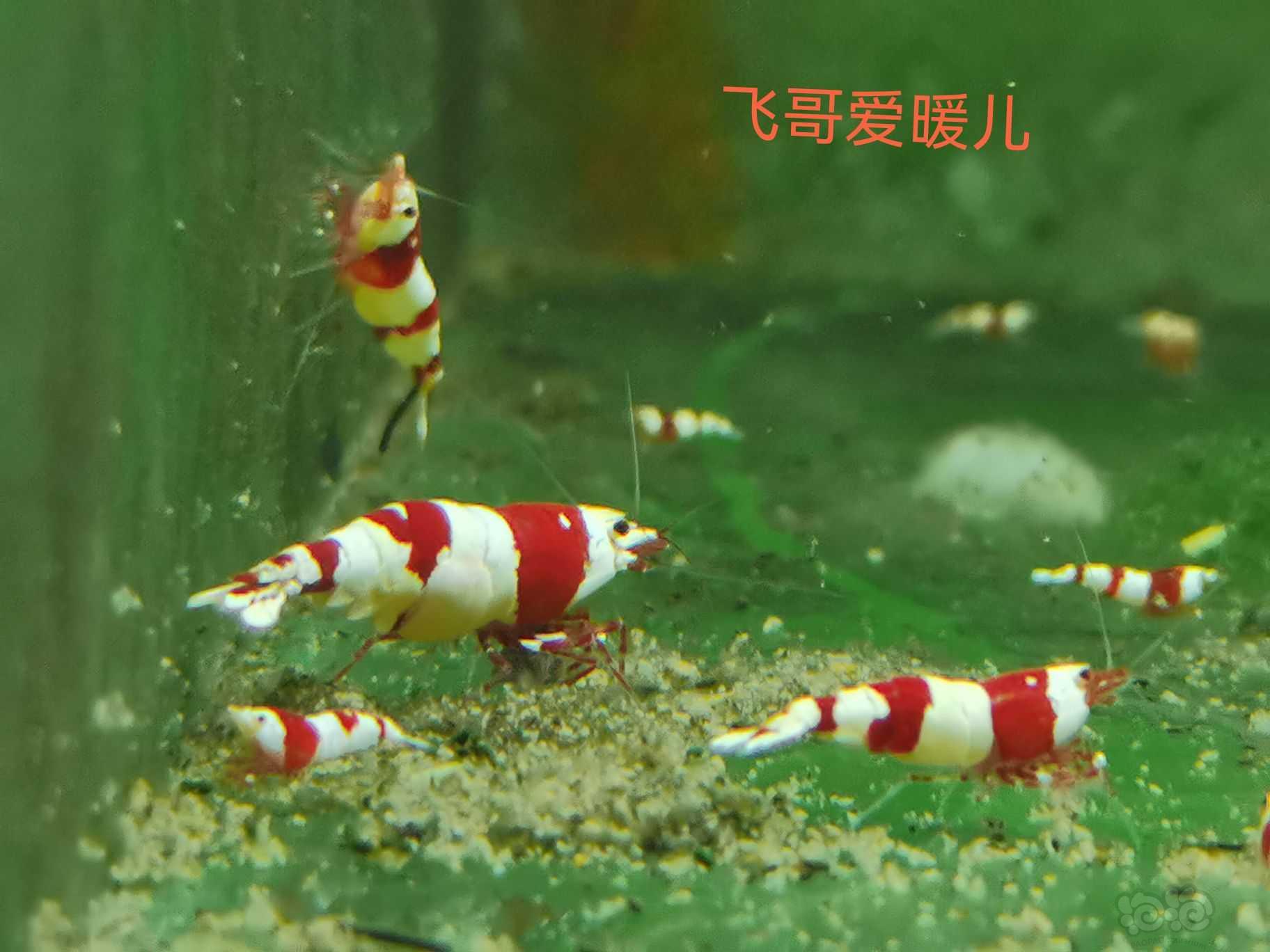 【水晶虾】出第一批虾-图8