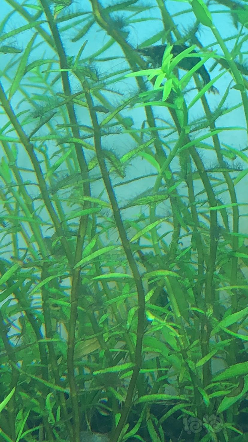 这是什么藻？-图1